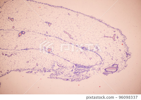 Tissue of Blood human, Vein human, Artery human and Heart muscle human under the microscope in Lab. Tissue of Blood human, Vein human, Artery human and Heart muscle human under the microscope in Lab. 96098337