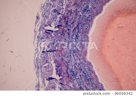 Tissue of Blood human, Vein human, Artery human and Heart muscle human under the microscope in Lab. Tissue of Blood human, Vein human, Artery human and Heart muscle human under the microscope in Lab. 96098342