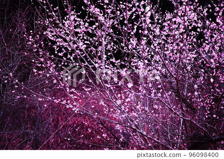 夢幻般美麗的梅花 夢幻般美麗的梅花 96098400