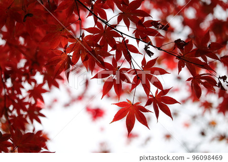 秋葉圍繞整個地區的風景的Momiji 秋葉圍繞整個地區的風景的Momiji 96098469