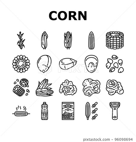 corn maize green, cob sweet icons set vector corn maize green, cob sweet icons set vector 96098694