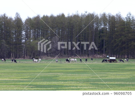 Cattle grazing in the Tokachi region of Hokkaido Cattle grazing in the Tokachi region of Hokkaido 96098705