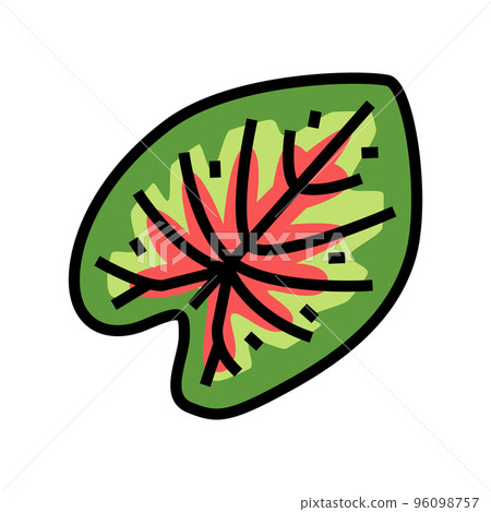 caladium tropical leaf color icon vector illustration caladium tropical leaf color icon vector illustration 96098757