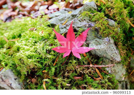 愛媛縣內子町小田山溪谷苔蘚紅葉 96099313