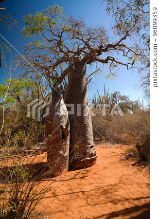 Landscape with Adansonia rubrostipa aka fony baobab tree in Reniala reserve , Toliara, Madagascar 96099359
