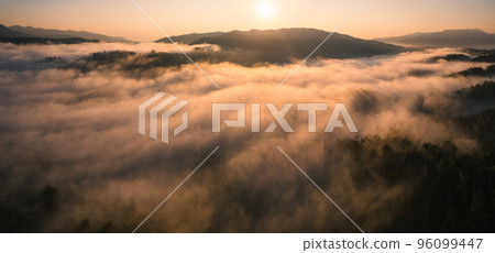 Morning golden mist in the forest and morning light Morning golden mist in the forest and morning light 96099447