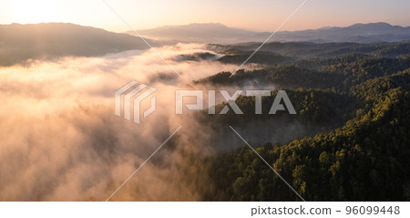 Morning golden mist in the forest and morning light Morning golden mist in the forest and morning light 96099448