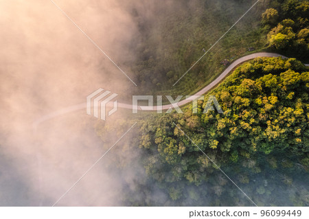 Morning golden mist in the forest and morning light Morning golden mist in the forest and morning light 96099449