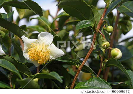 茶花 96099672