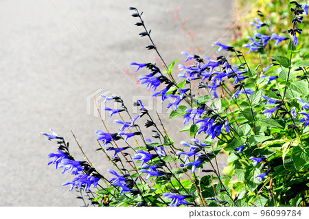 Salvia Guaranitica 96099784