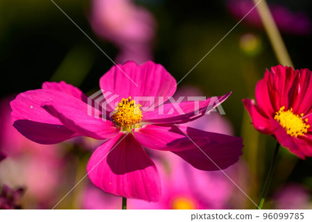 秋天的櫻桃樹 96099785