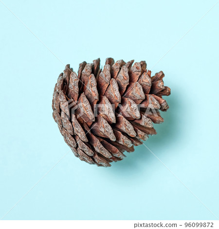 Close-up of Pine cone on blue background 96099872