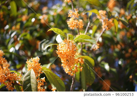 桂花 桂花 金木星 桂花 桂花 金木星 96100253
