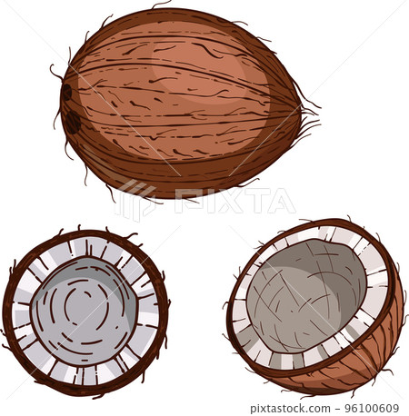 Hand drawn Coconut. sketch vector tropical food illustration. Coconut palm fruit isolated on a white background Hand drawn Coconut. sketch vector tropical food illustration. Coconut palm fruit isolated on a white background 96100609
