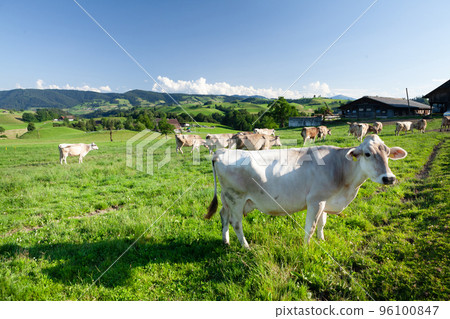 Cows in pasture on alpine meadow 96100847