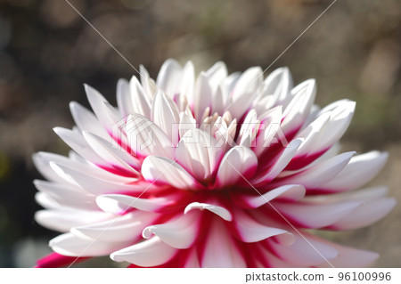 Rebeccas World Dahlia Rebeccas World Dahlia 96100996