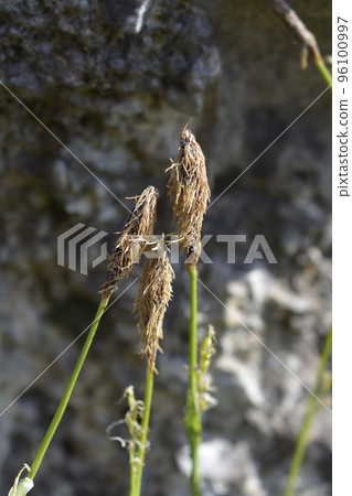 Wood sedge Wood sedge 96100997