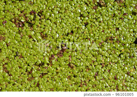 Common duckmeat Common duckmeat 96101005