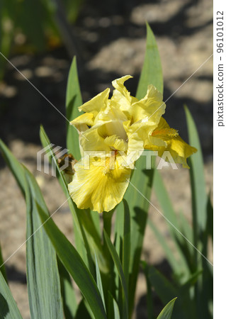 Standard Dwarf Bearded Iris Rabbits Foot Standard Dwarf Bearded Iris Rabbits Foot 96101012
