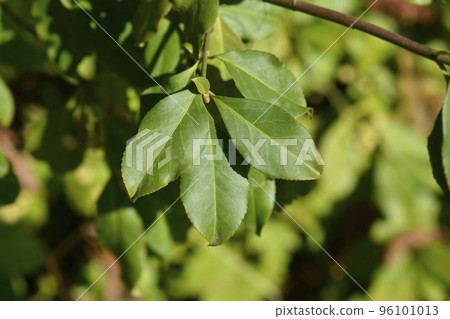 White spindle White spindle 96101013