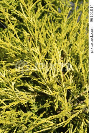 Sawara cypress Filifera Aurea 96101014