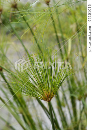 Papyrus sedge Papyrus sedge 96101016