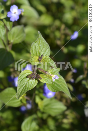 Bush violet 96101019