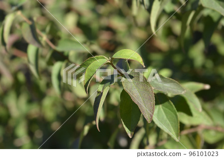 Fuzzy deutzia Flore Pleno 96101023