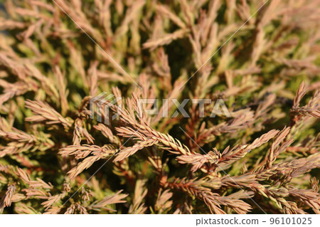 Golden Tuffet Arborvitae Golden Tuffet Arborvitae 96101025