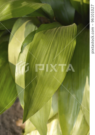 Cast-iron plant Cast-iron plant 96101027