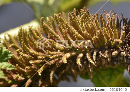 Giant gunnera 96101040