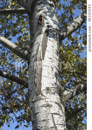White poplar bark White poplar bark 96101043