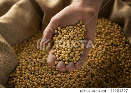Caucasian male showing soybeans in his hands over burlap sack 96101267