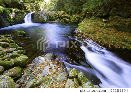 Kikuchi Gorge starting to be dyed in autumn colors (Kikuchi City, Kumamoto Prefecture) 96101304
