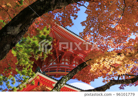 紅葉盛開的高野山 96101779