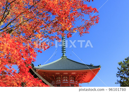 Koyasan in full bloom of autumn leaves 96101780
