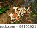 Mushroom, Armilaria mellea, Honey Fungus, Close up, Bunch of mushrooms in the forest 96101921
