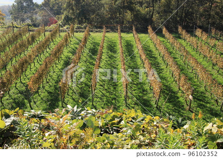 秋天的酒田（富山縣冰見市） 96102352