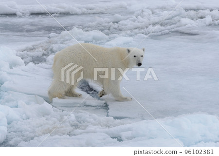 Wild polar bear on pack ice in Arctic sea Wild polar bear on pack ice in Arctic sea 96102381