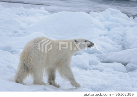 Wild polar bear on pack ice in Arctic sea close up Wild polar bear on pack ice in Arctic sea close up 96102399