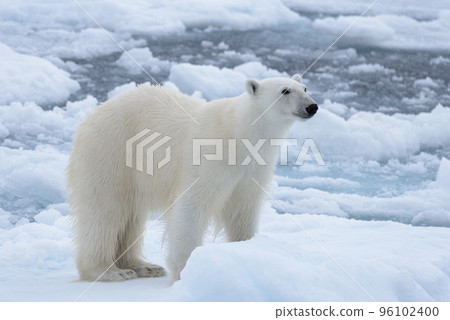 Wild polar bear on pack ice in Arctic sea close up Wild polar bear on pack ice in Arctic sea close up 96102400