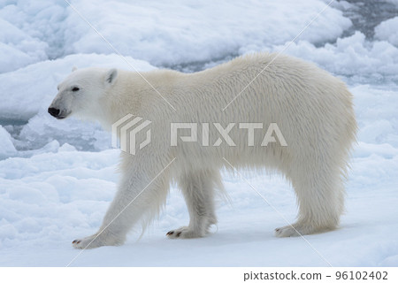 Wild polar bear on pack ice in Arctic sea close up Wild polar bear on pack ice in Arctic sea close up 96102402