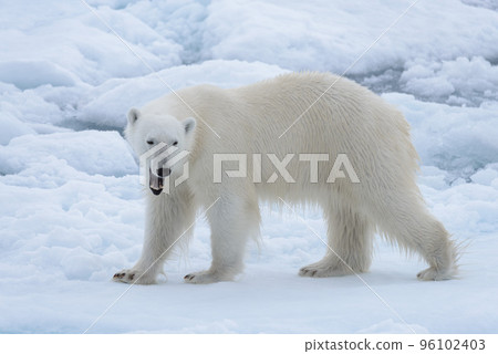Wild polar bear on pack ice in Arctic sea close up 96102403