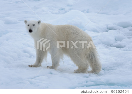 Wild polar bear on pack ice in Arctic sea close up 96102404