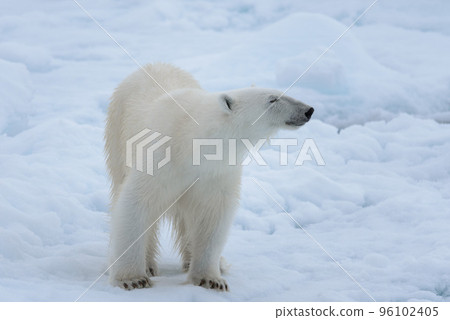 Wild polar bear on pack ice in Arctic sea close up 96102405