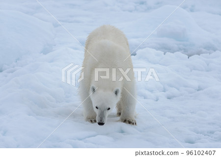 Wild polar bear on pack ice in Arctic sea close up 96102407