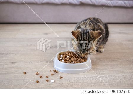 The cat eats dry food and pills from a bowl. 96102568
