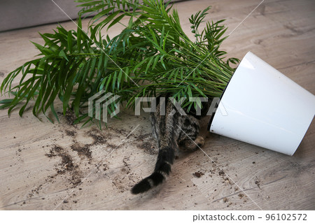 The cat overturned a pot with a flower on the floor. 96102572
