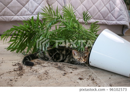 The cat overturned a pot with a flower on the floor. 96102573