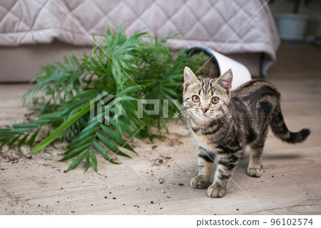 The cat overturned a pot with a flower on the floor. The cat overturned a pot with a flower on the floor. 96102574